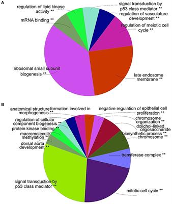 Identification of Key Modules and Hub Genes of Annulus Fibrosus in Intervertebral Disc Degeneration